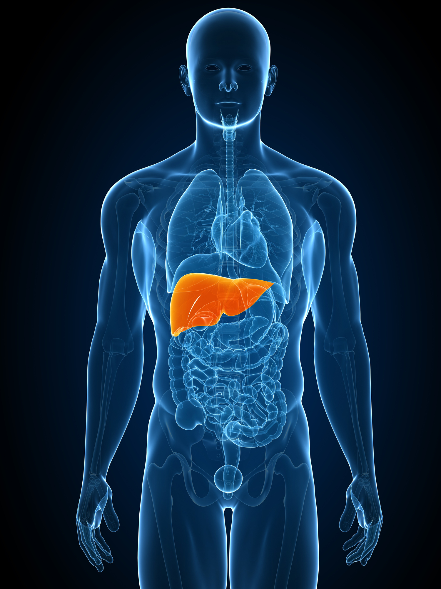 Graphic of a human body with the liver visible.