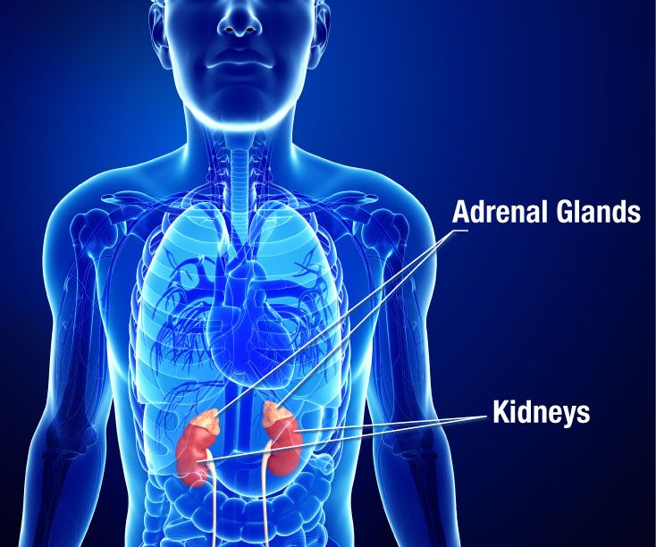 Medical illustration of the location of the adrenal glands and kidneys in the human body. 