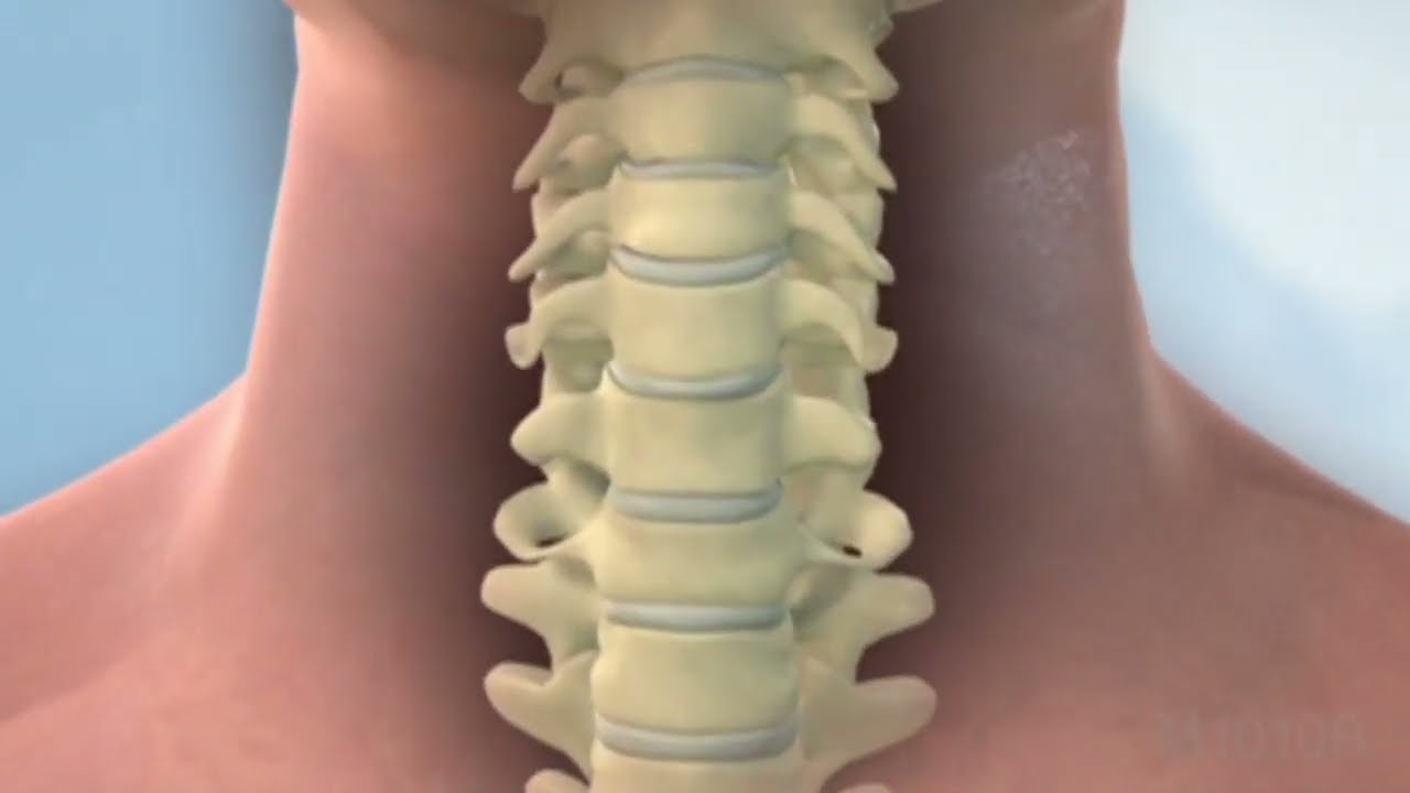 Medical illustration depicting the upper spine.